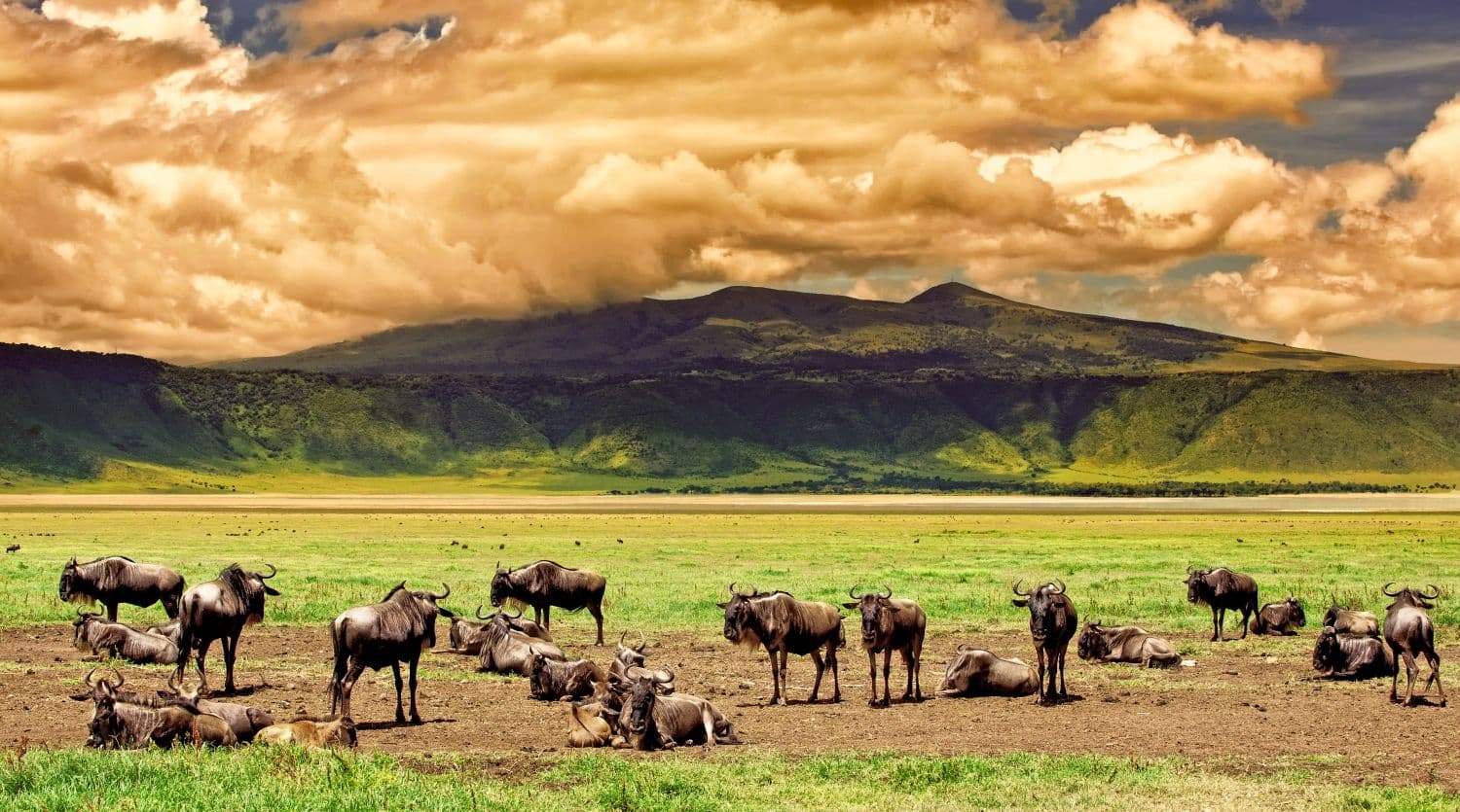 17 Best Animal Sanctuaries In Kenya