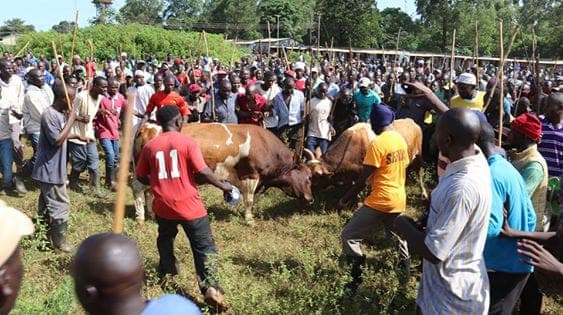 bull fighting